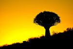Quiver Tree Silhouette 